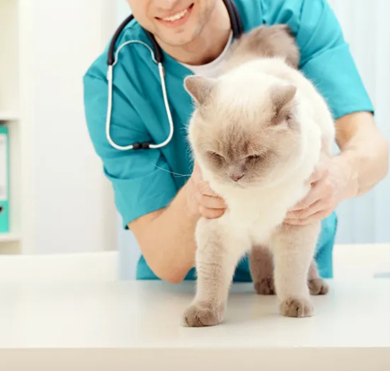 GS441524 FIP Treatment After-Sales Support: Professional Support for Your Cat’s Recovery