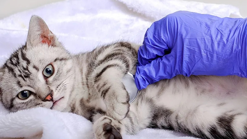 Pioneering Precision Therapeutics for Feline Infectious Peritonitis (FIP)