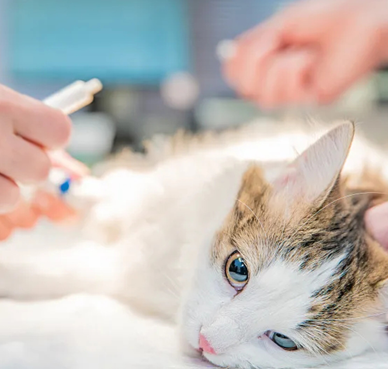 Targeted, Clinically Proven Antiviral Therapies