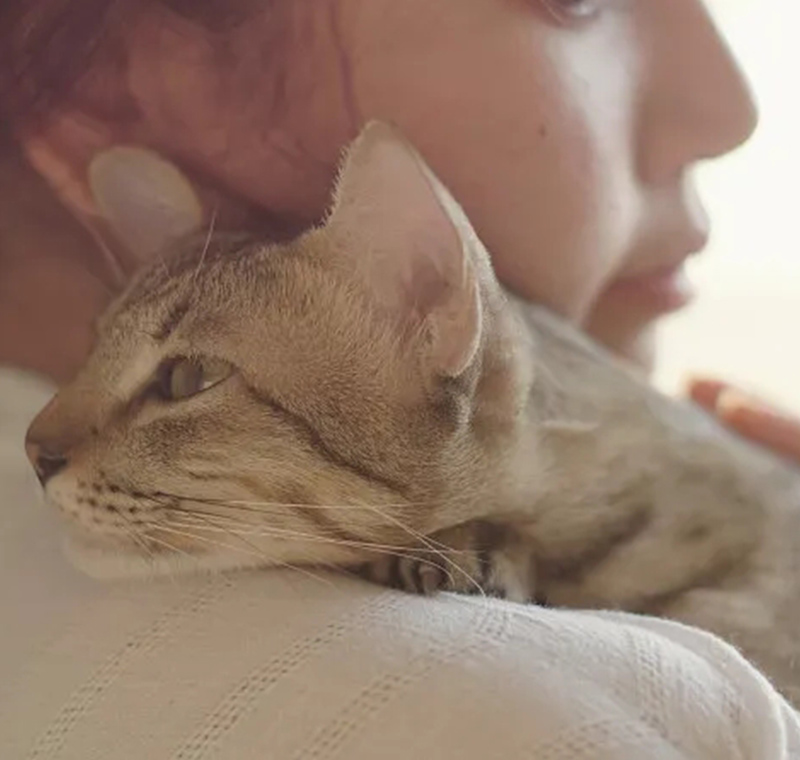 Your Trusted Partner in FIP Treatment