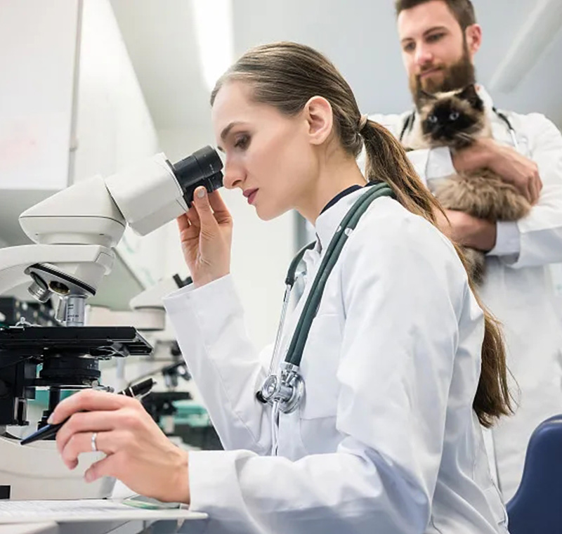 A Mission-Driven Company: Giving Cats a New Lease on Life