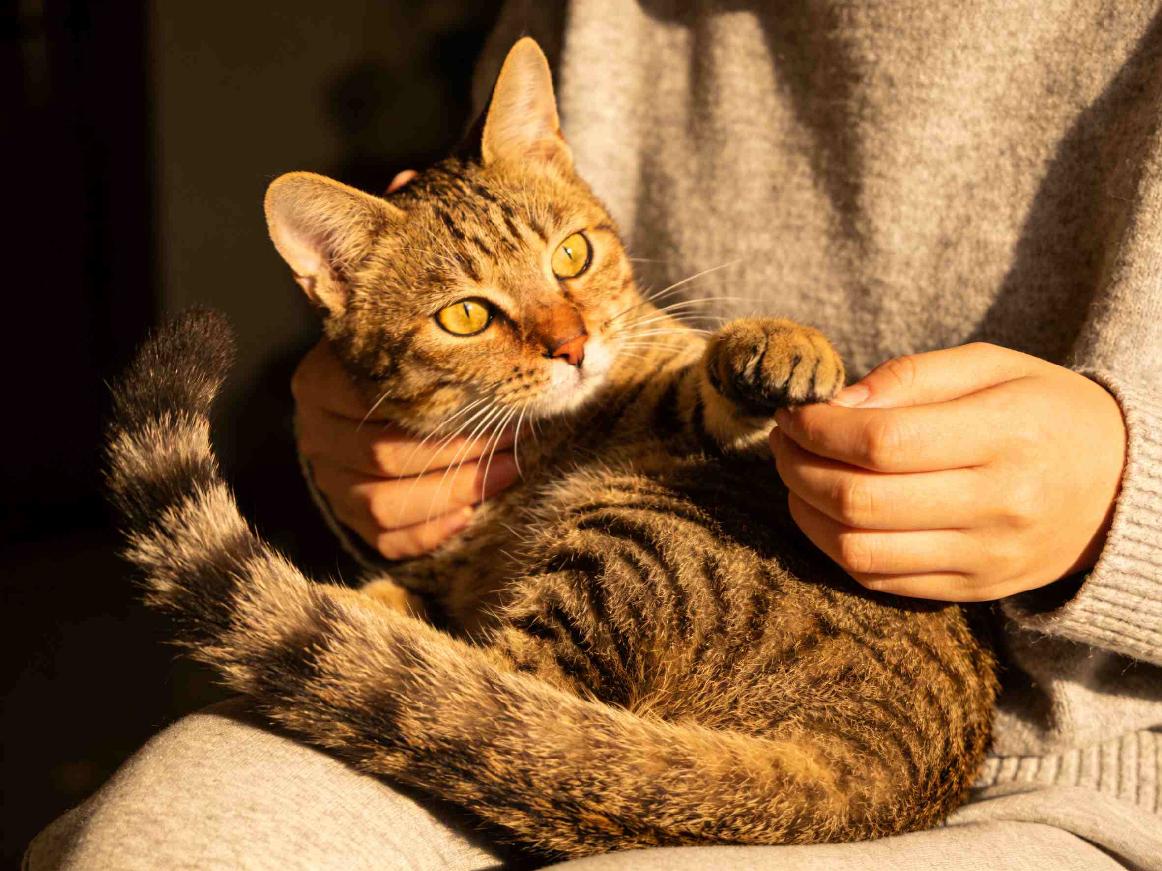 A kitten with its owner