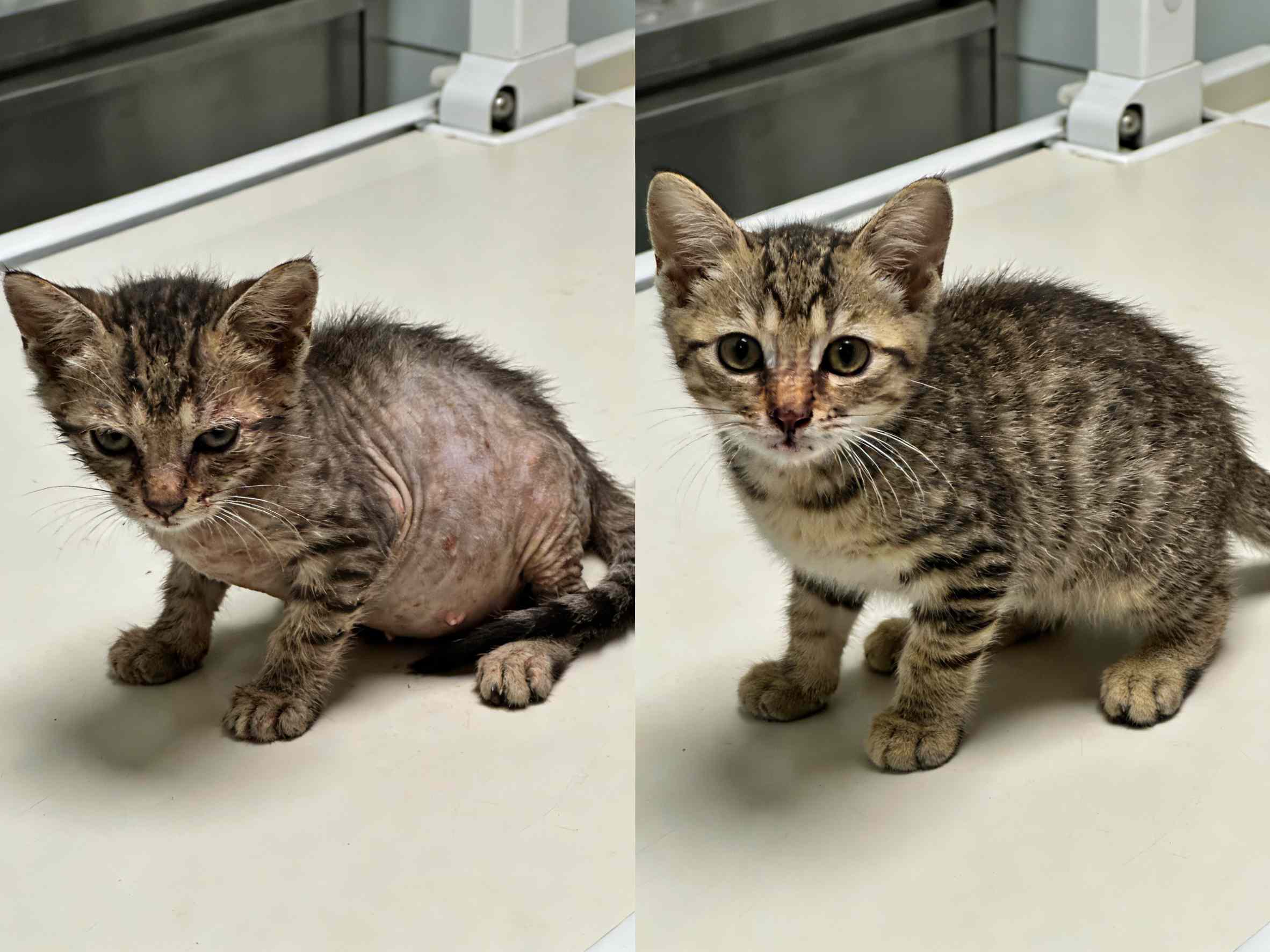 Kitten recovery from FIP