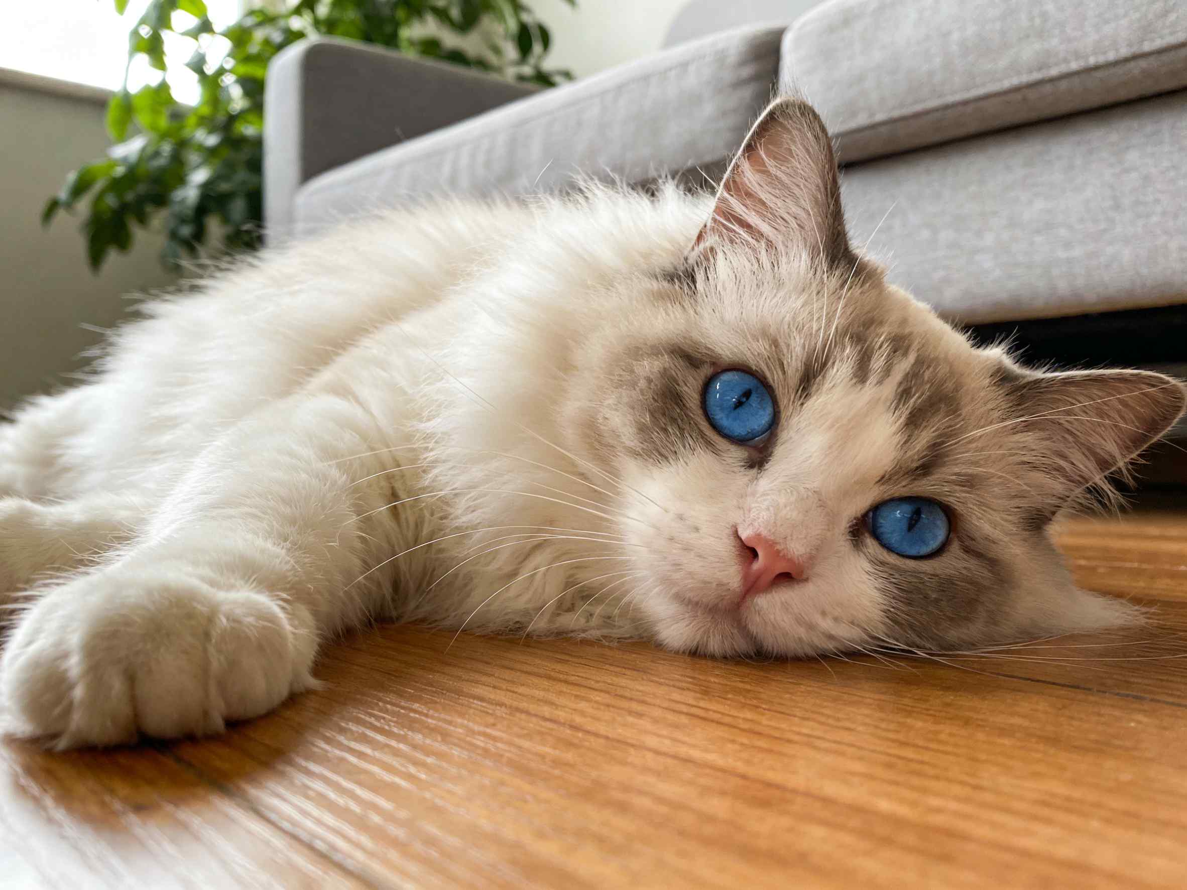 Boost Your Cat's Recovery Odds