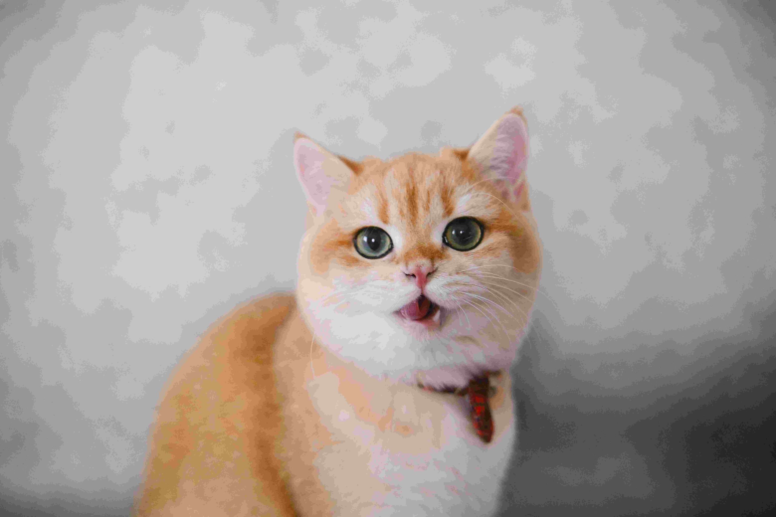Adorable orange British Shorthair cat with big green eyes
