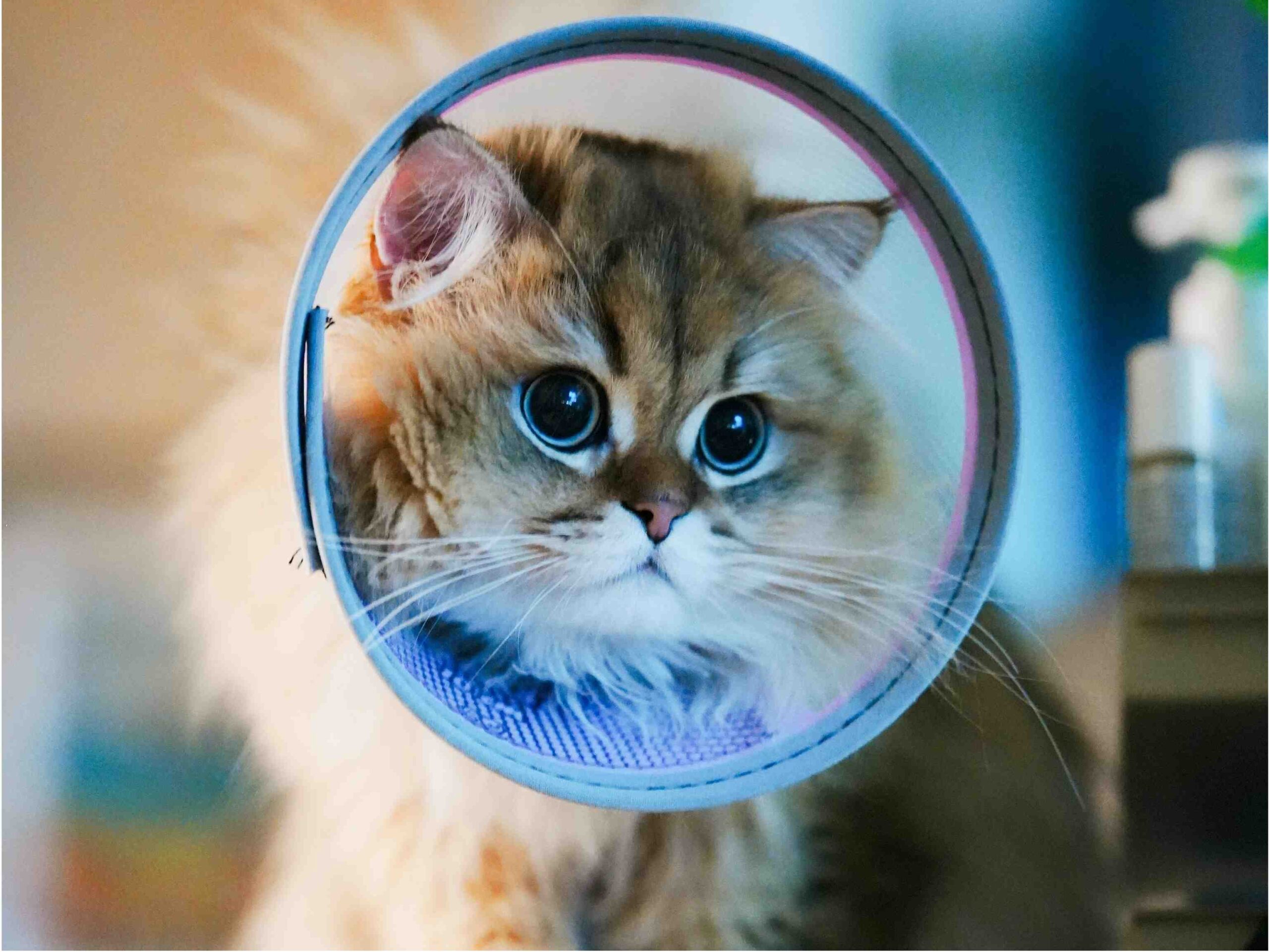 Cute long-haired golden British Shorthair cat
