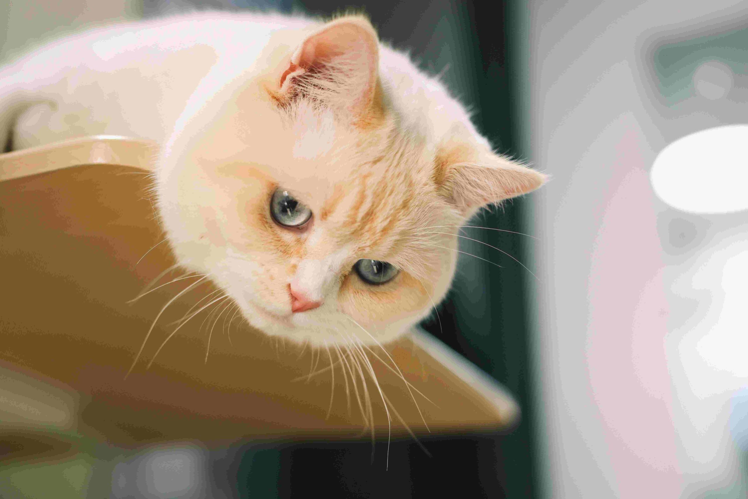 Fluffy cream cat with blue eyes on shelf