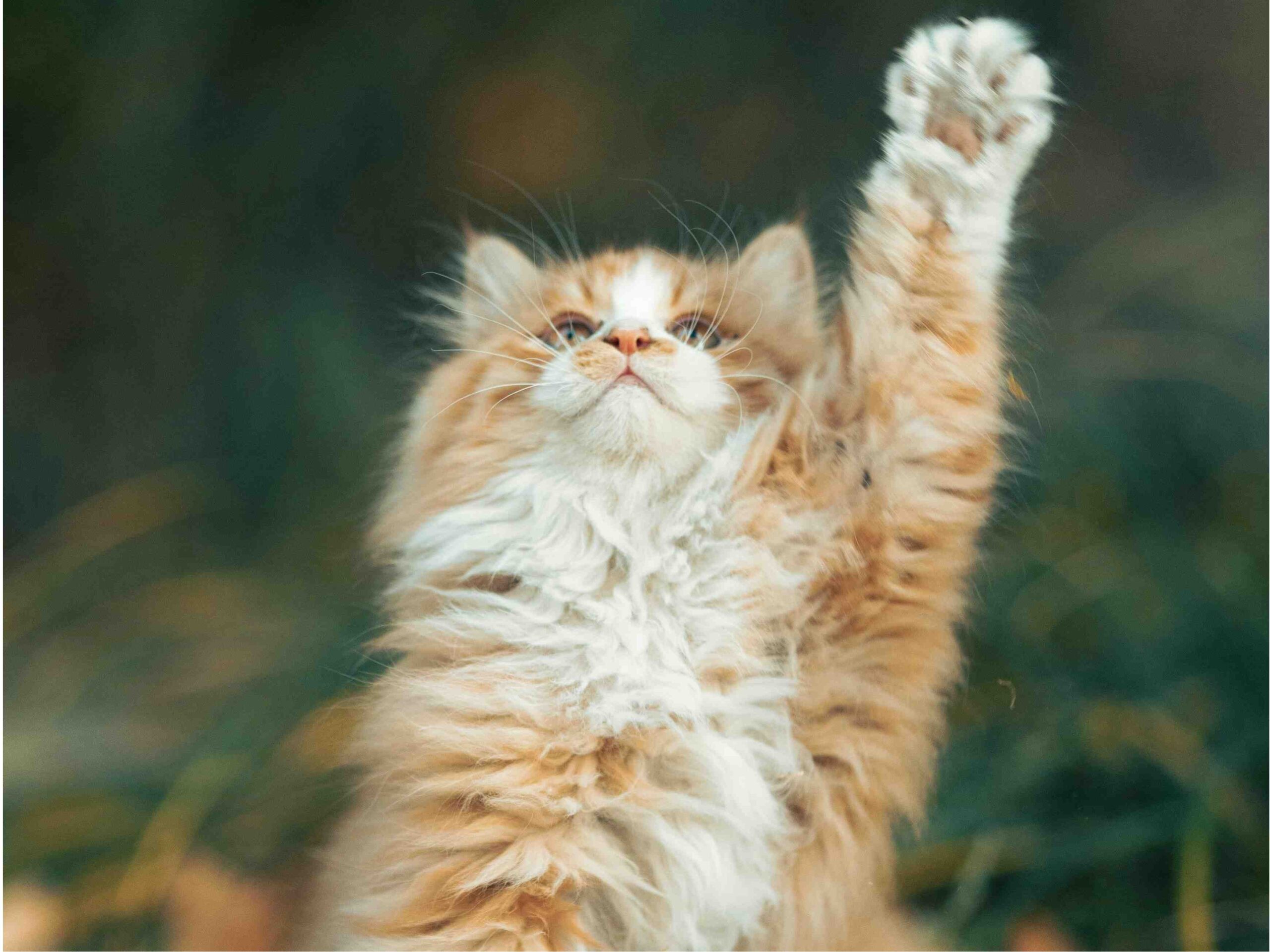 Fluffy orange and white kitten raising one paw high