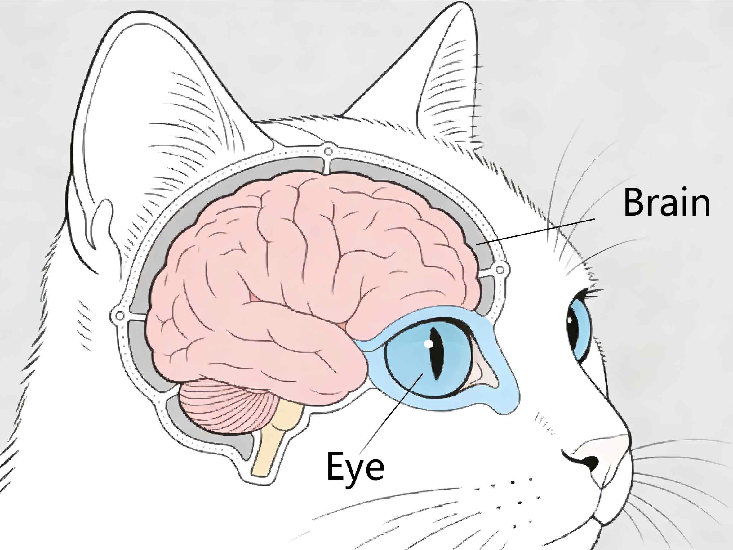 Neurological and Ocular FIP