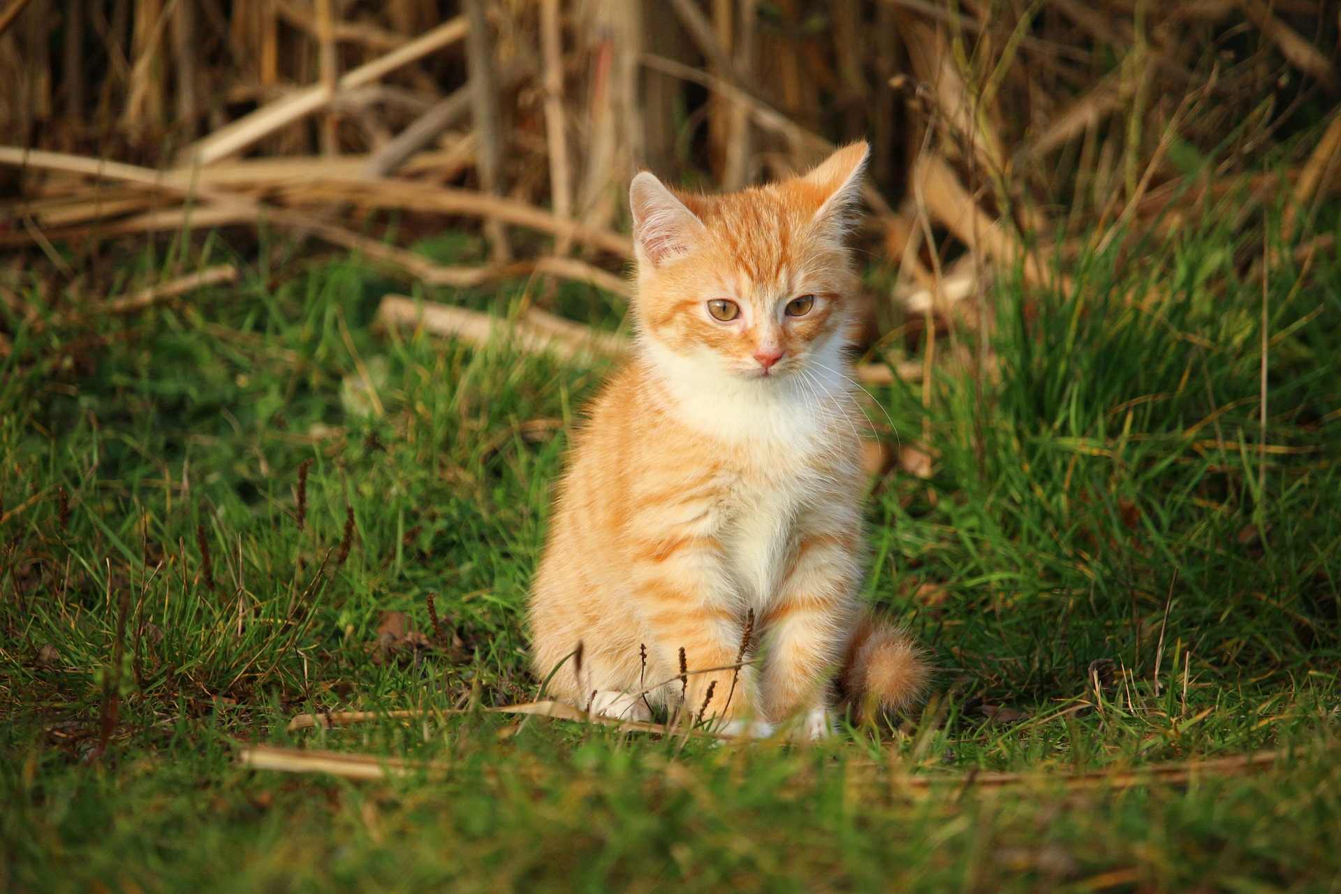 Cute orange and white tabby kitten sitting outdoors in grass