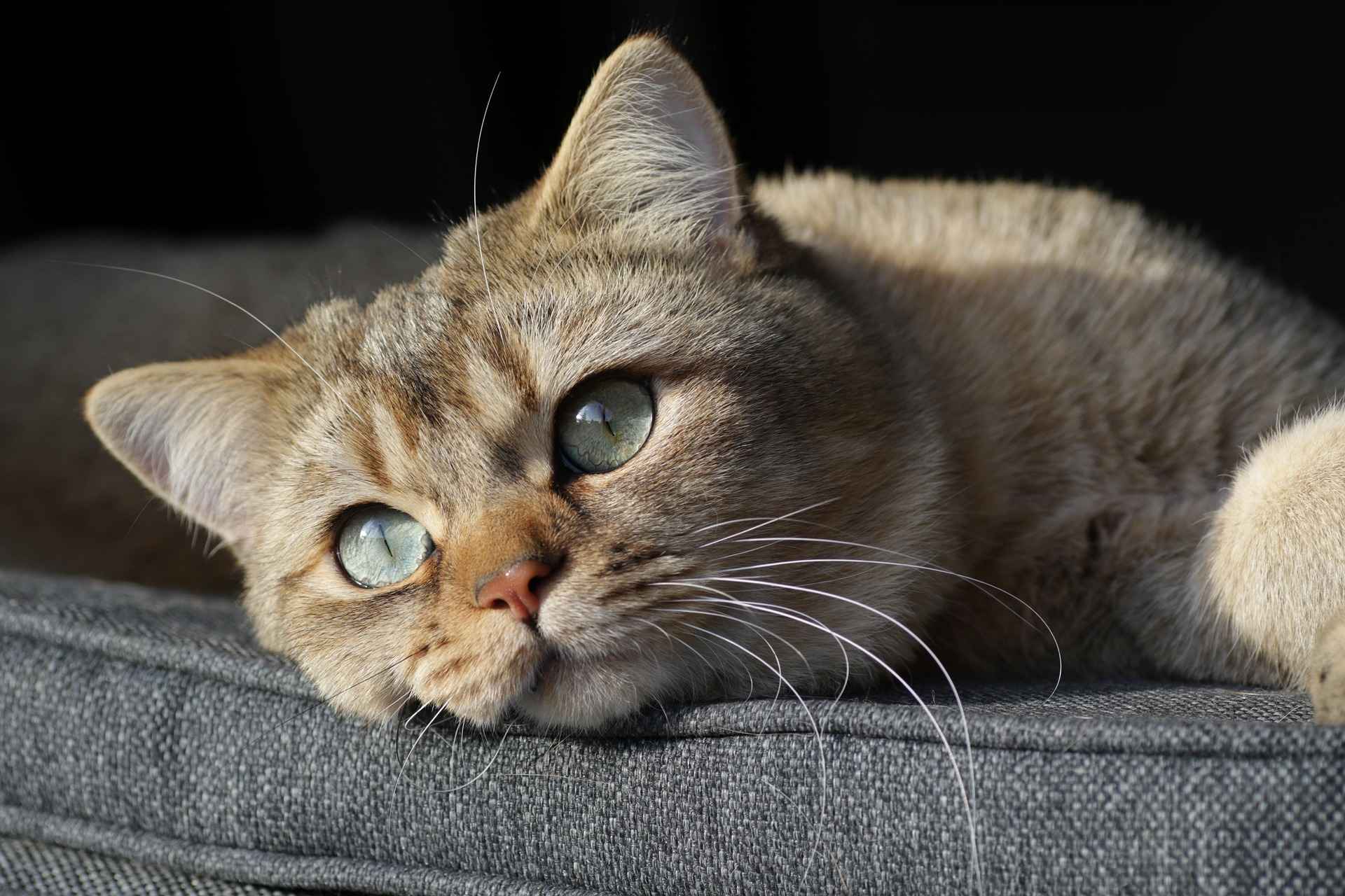 Domestic cat with green eyes lying on a gray couch