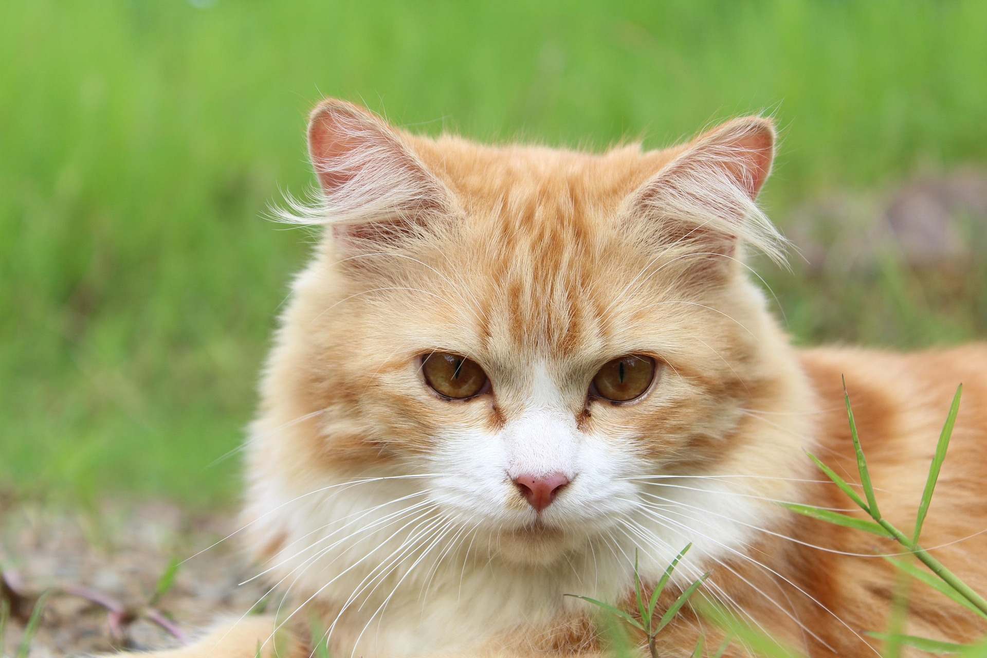 Fluffy orange and white cat resting outdoors