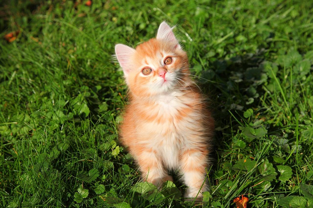 Fluffy orange tabby kitten sitting in green grass