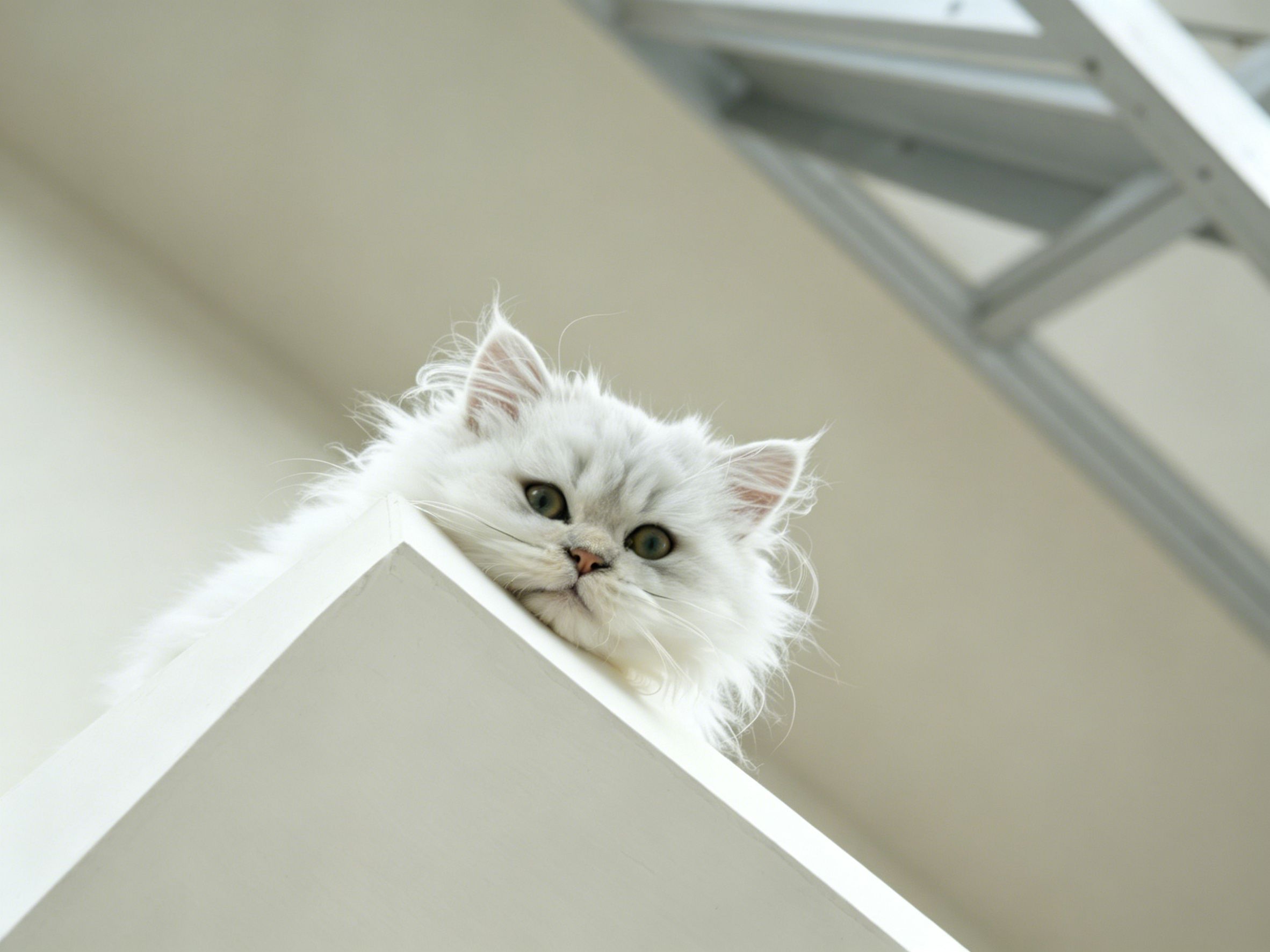 Fluffy white kitten peeking down from a high ledge