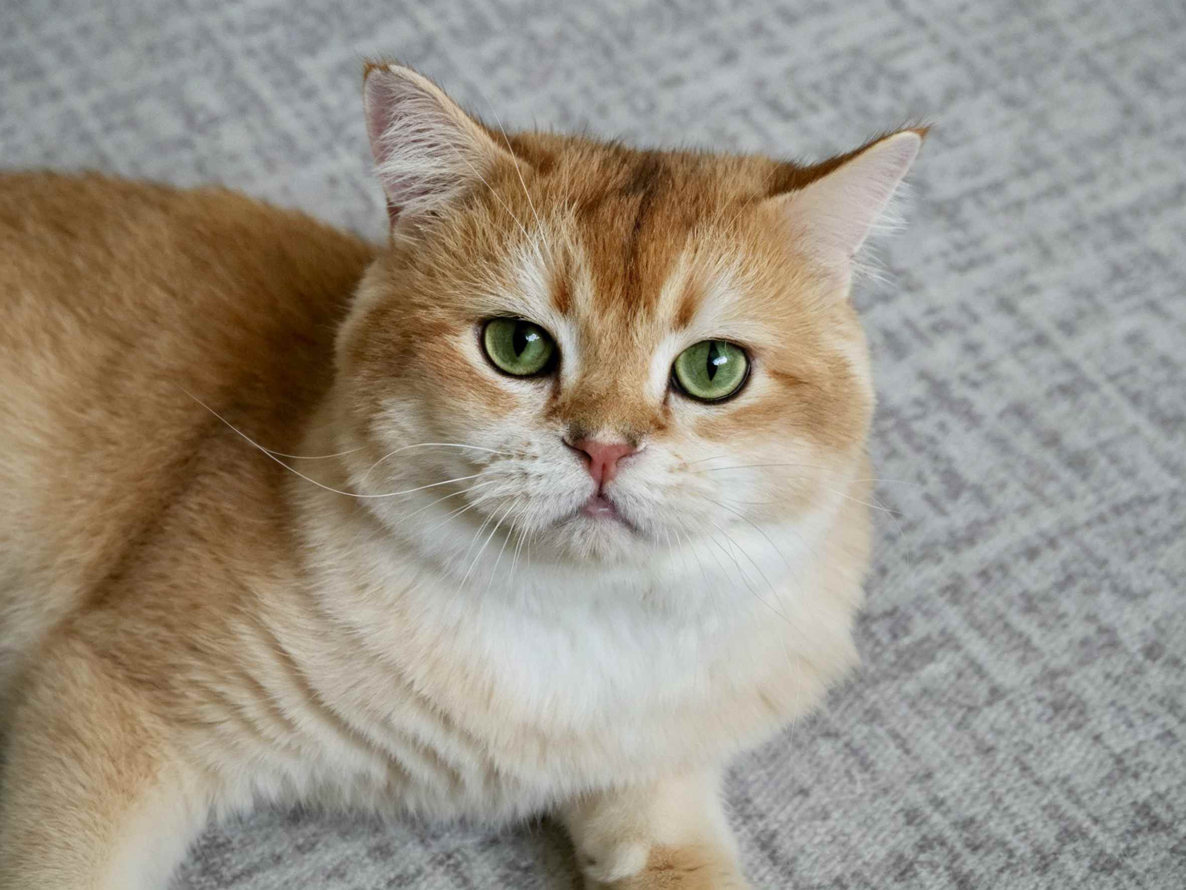 Golden British Shorthair cat with green eyes lying on a gray carpet