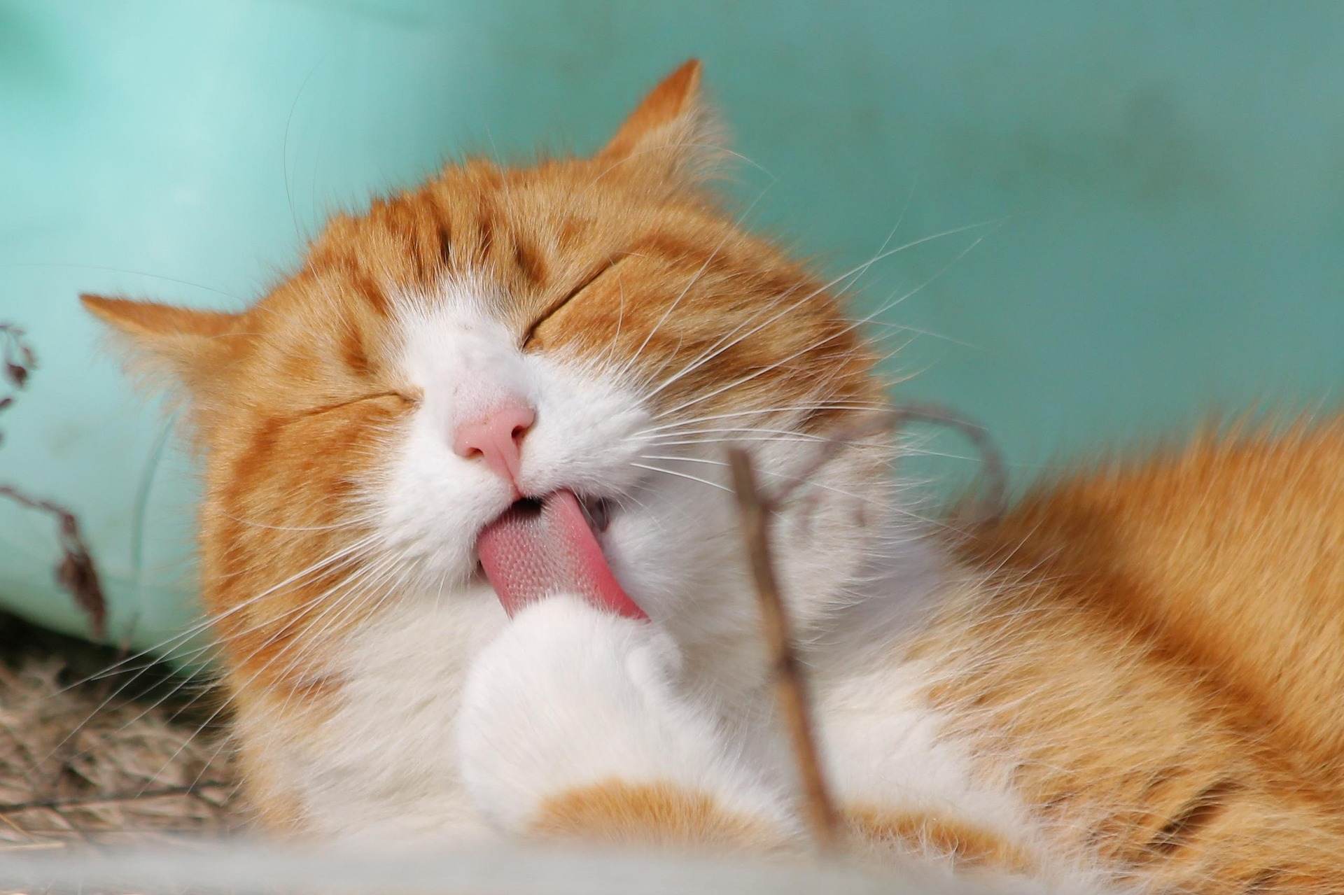 Orange and white cat grooming its paw