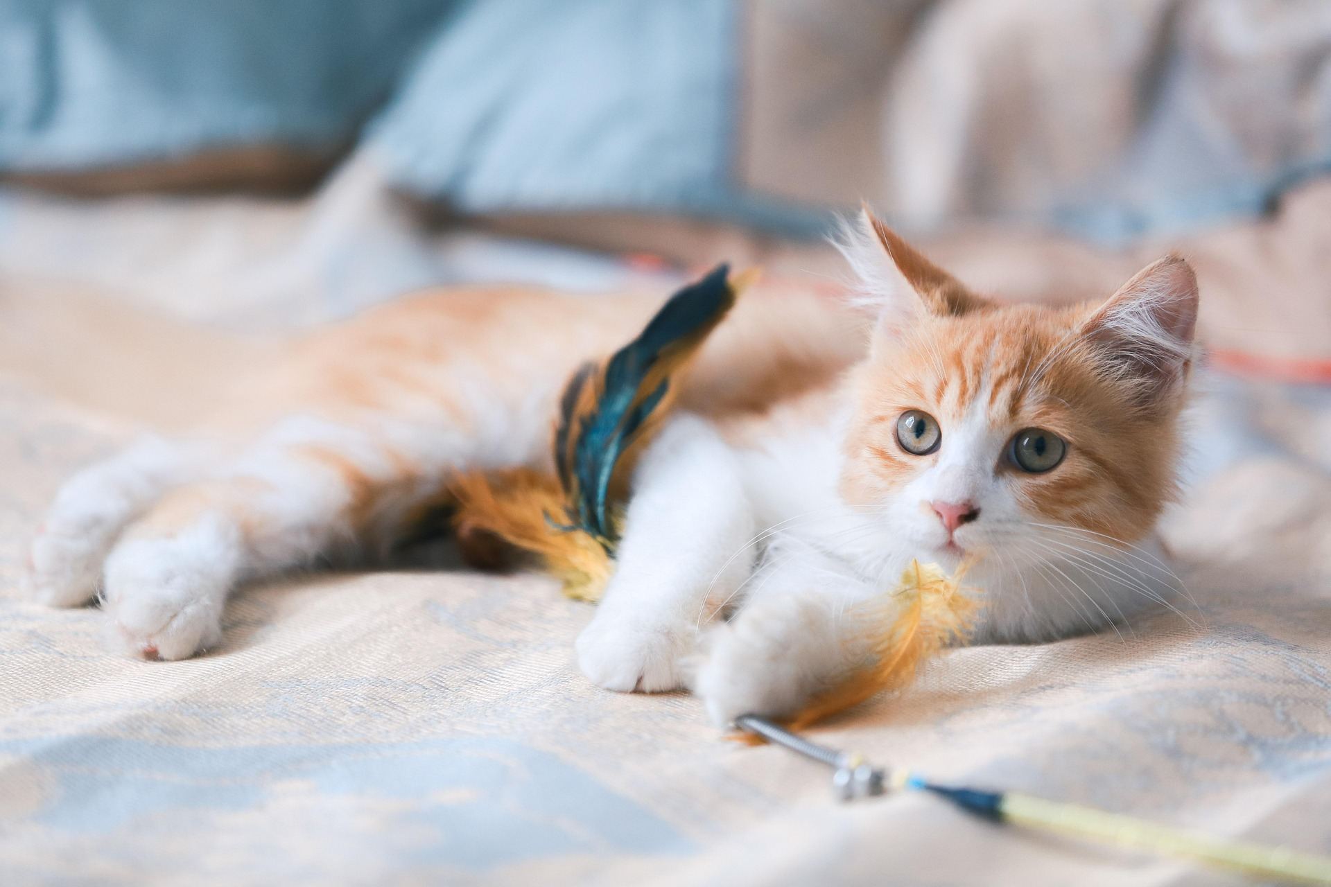 Orange and white kitten playing with a feather toy