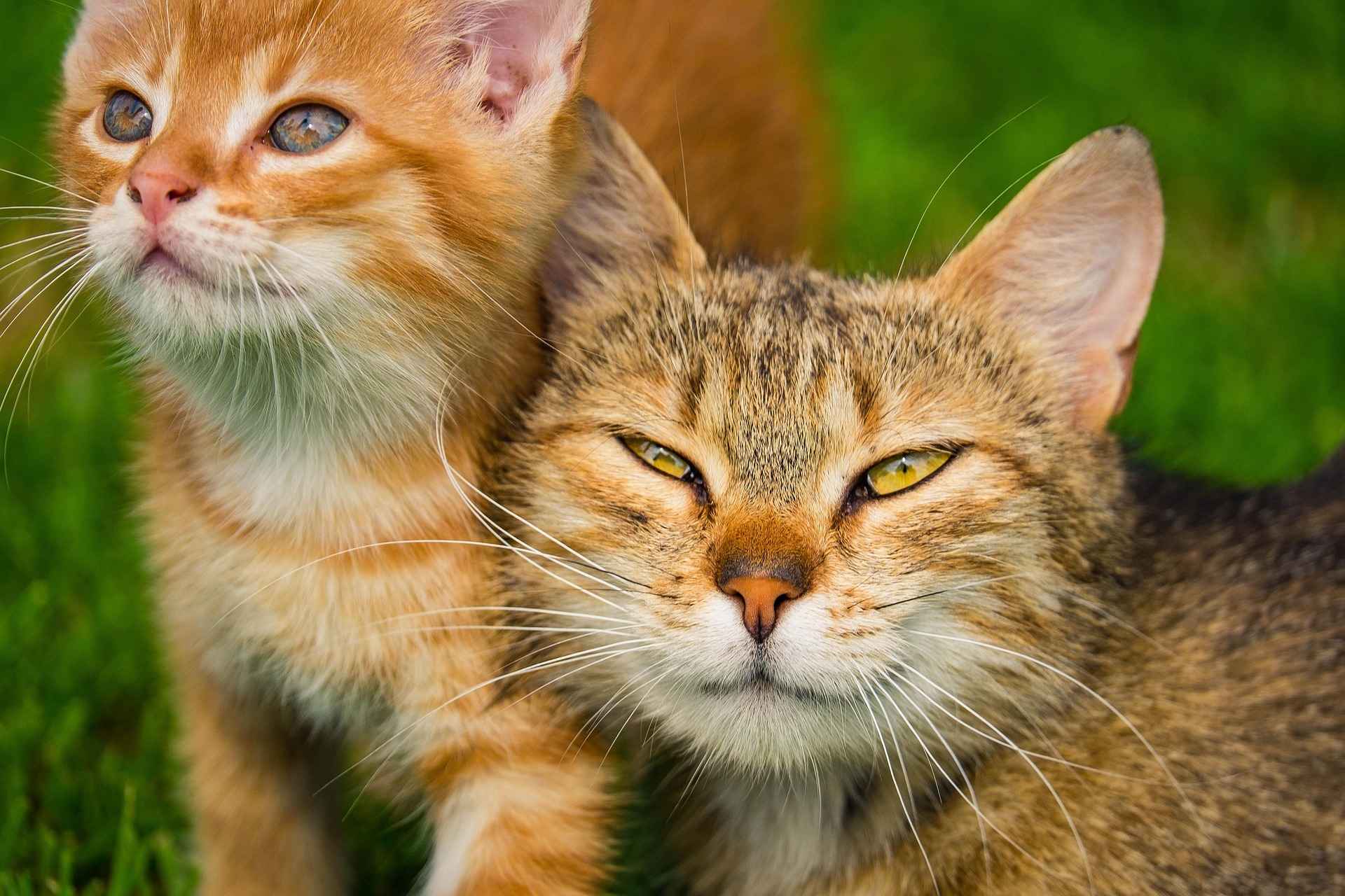 Orange tabby kitten and mother cat resting on green grass