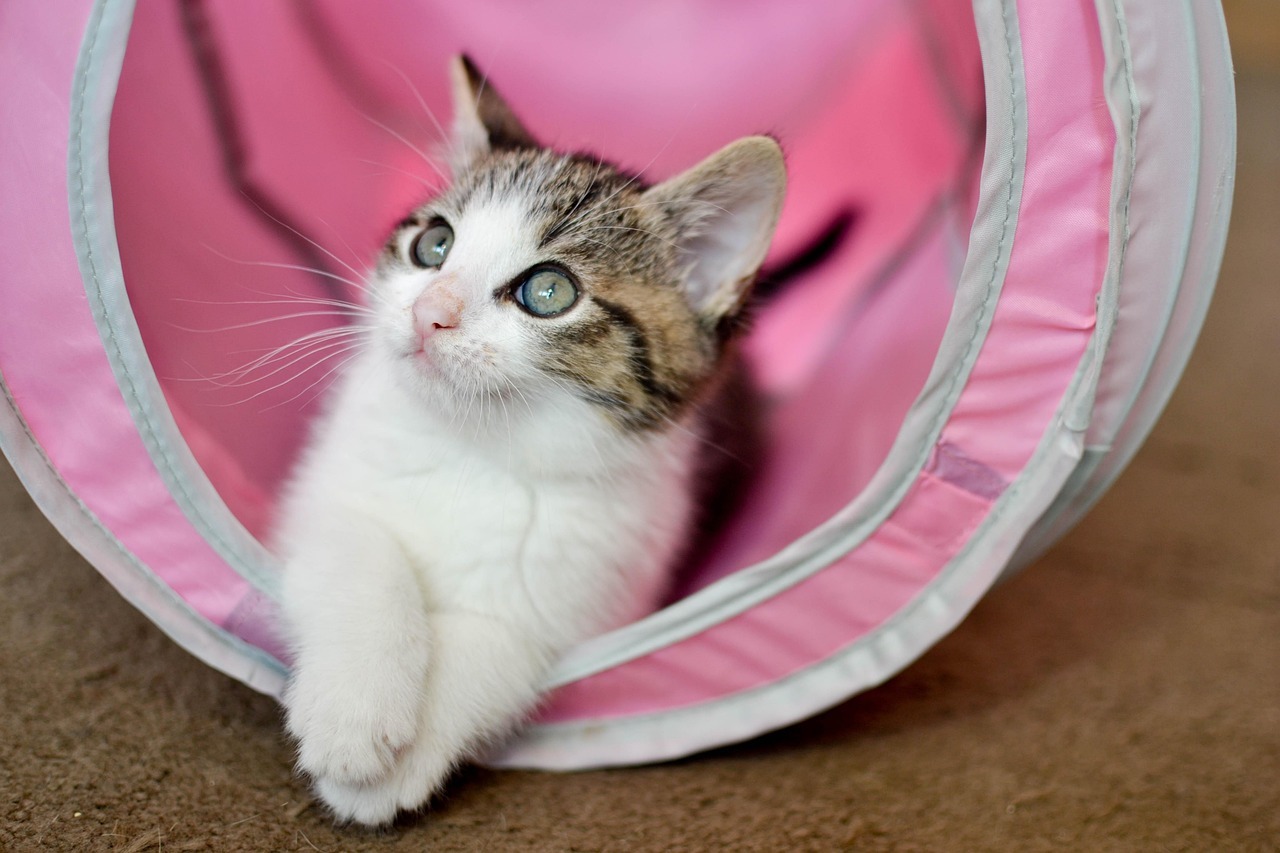 Tabby and white kitten peeking out from a pink cat tunnel