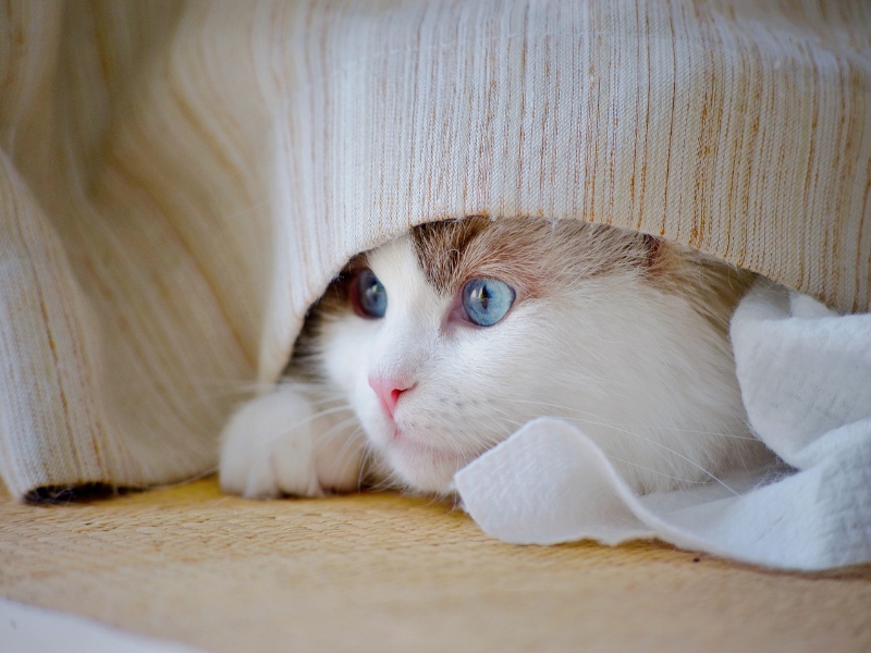 White and brown cat with blue eyes hiding under fabric