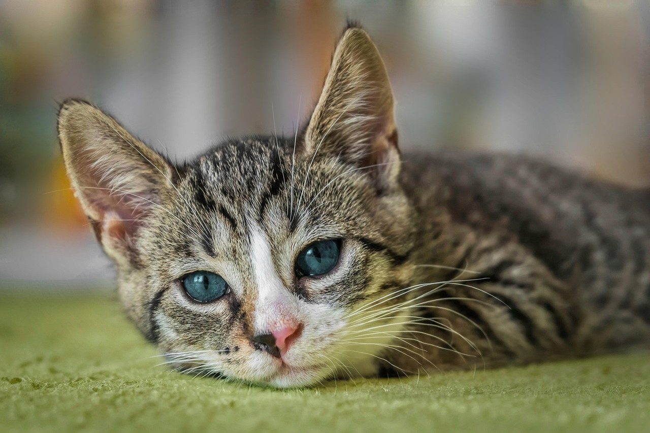 A close-up of a tabby kitten with bright blue eyes resting on a green surface