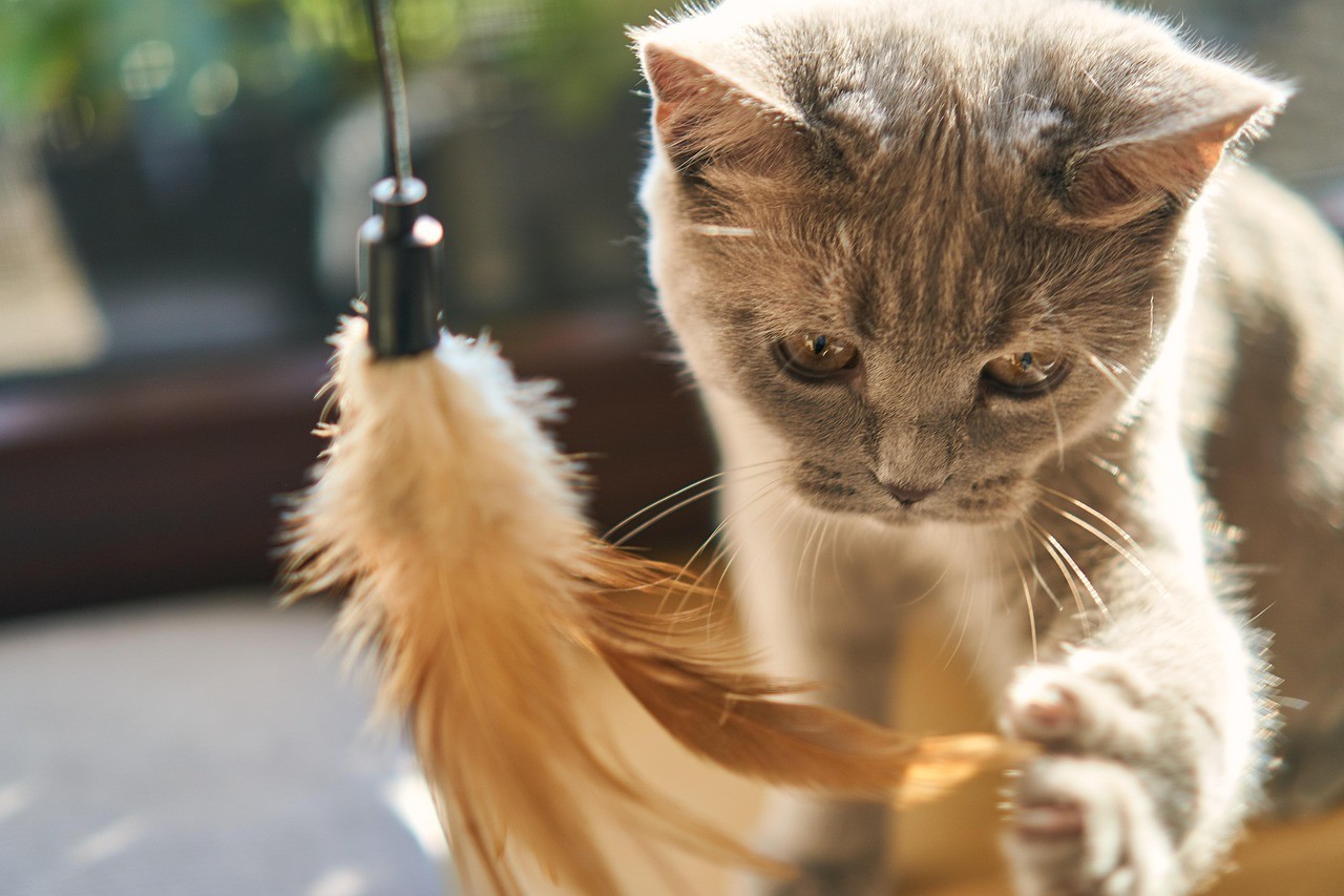 A gray British Shorthair kitten playing with a feather wand toy