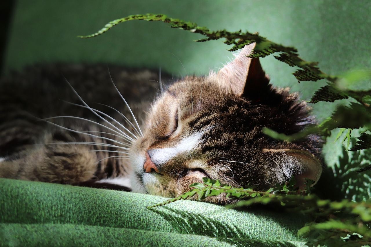 A tabby cat sleeping peacefully on a green cushion, framed by fern leaves