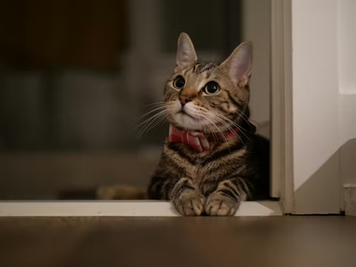 A tabby cat with a red bow tie peeking out from a doorway
