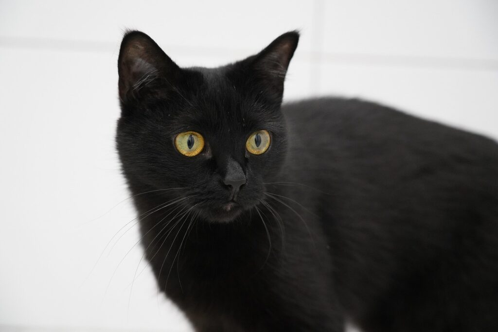 Black cat with yellow eyes lying on checkered bed