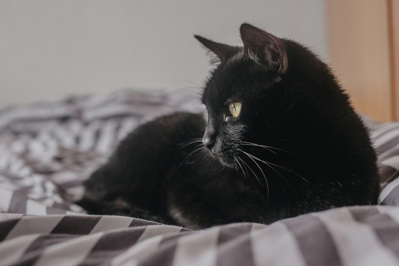 Black cat with yellow eyes lying on checkered bed