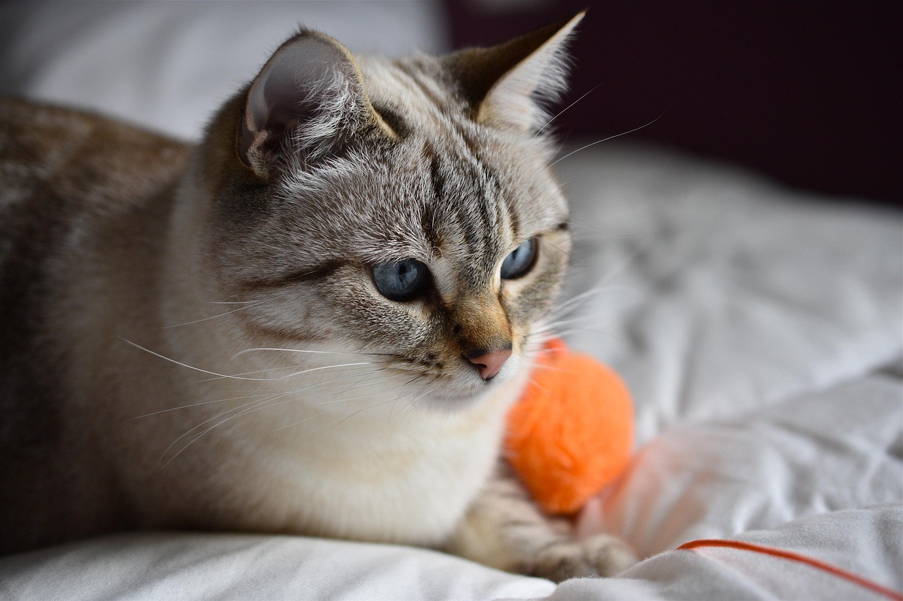 Blue-eyed tabby cat lying beside orange yarn ball on bed