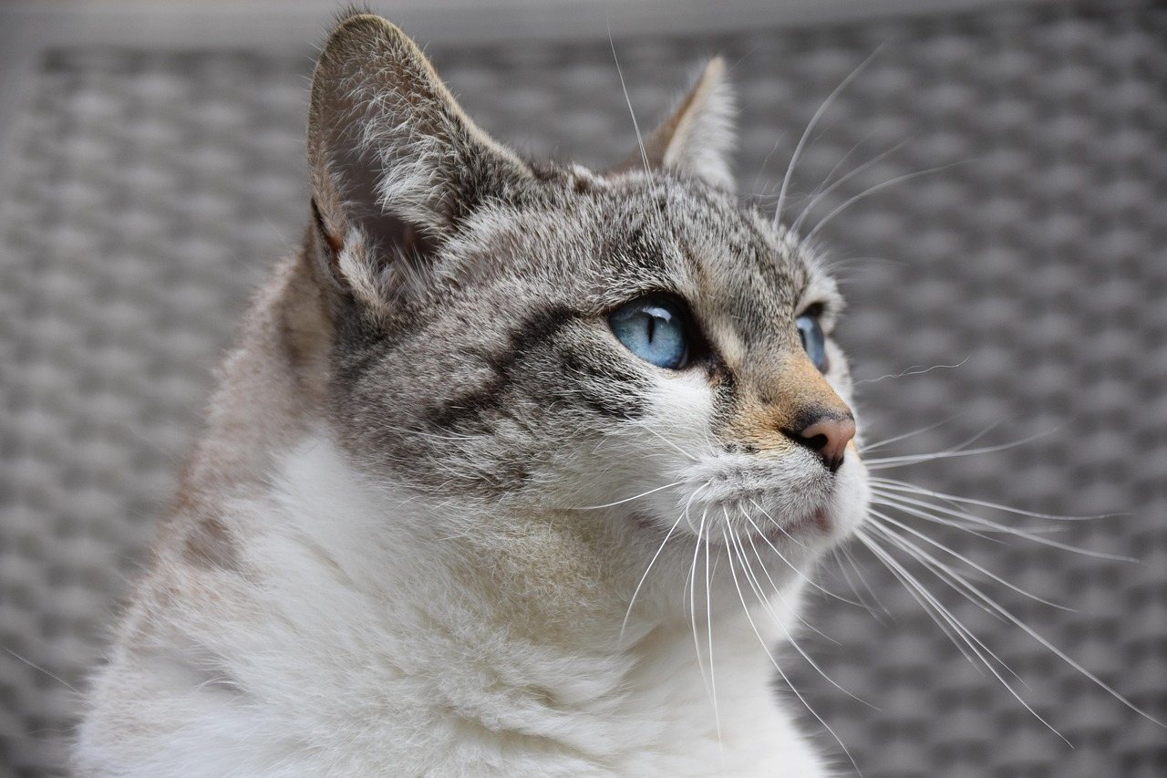Close-up of tabby cat with striking bright blue eyes