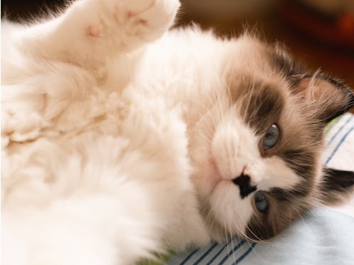 Cute fluffy cat with blue eyes lying on back