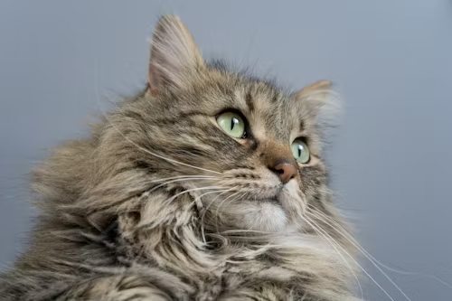 Early FIP Signs: Is Molnupiravir the Right Choice