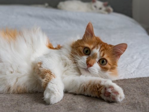 Fluffy orange and white cat lying on bed