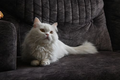 Fluffy white longhair cat resting on dark fabric sofa