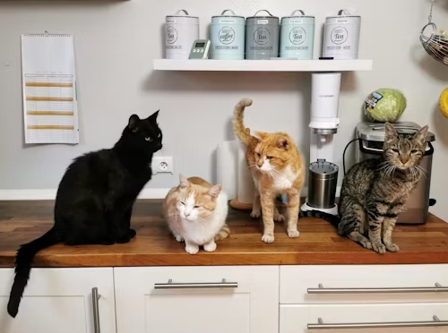 Four cats sitting in a row on a kitchen countertop