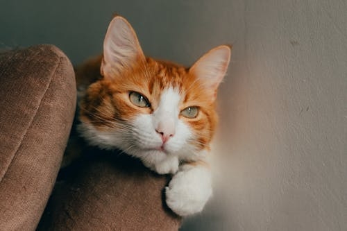 Ginger and white cat resting on brown furniture