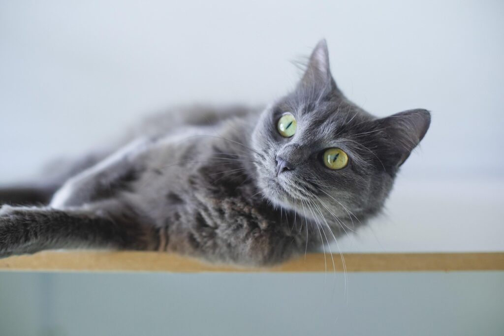 Gray cat with green eyes lying relaxed on a shelf