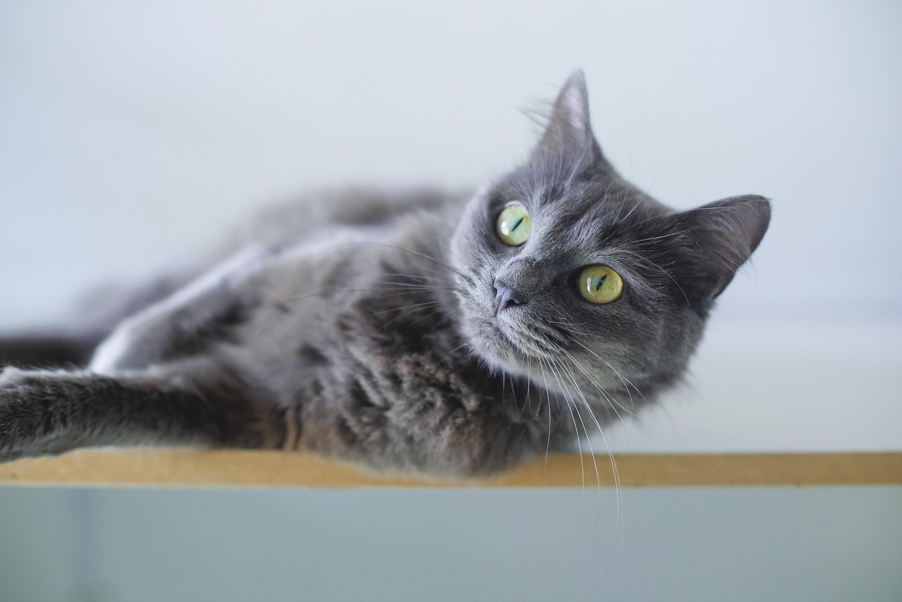 Common FIP Treatment Mistakes That Can Lead to Relapse in Cats