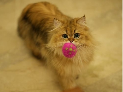Long-haired golden cat walking with pink ball in mouth