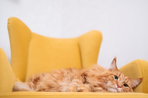 Orange fluffy cat resting on yellow armchair