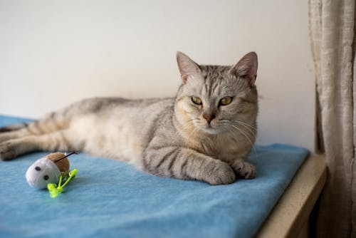 Silver tabby cat resting on blue mat beside plush mouse toy
