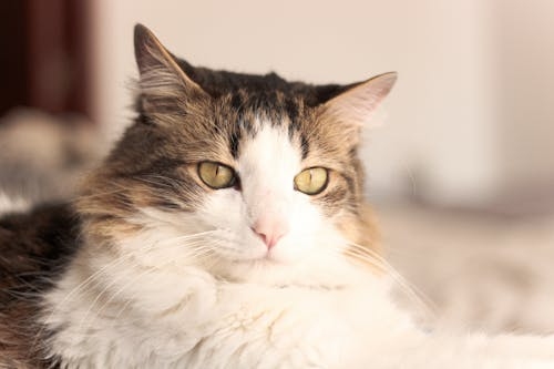 Tabby and white long-haired cat close-up