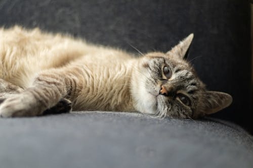 Tabby cat lying lazily on dark grey sofa