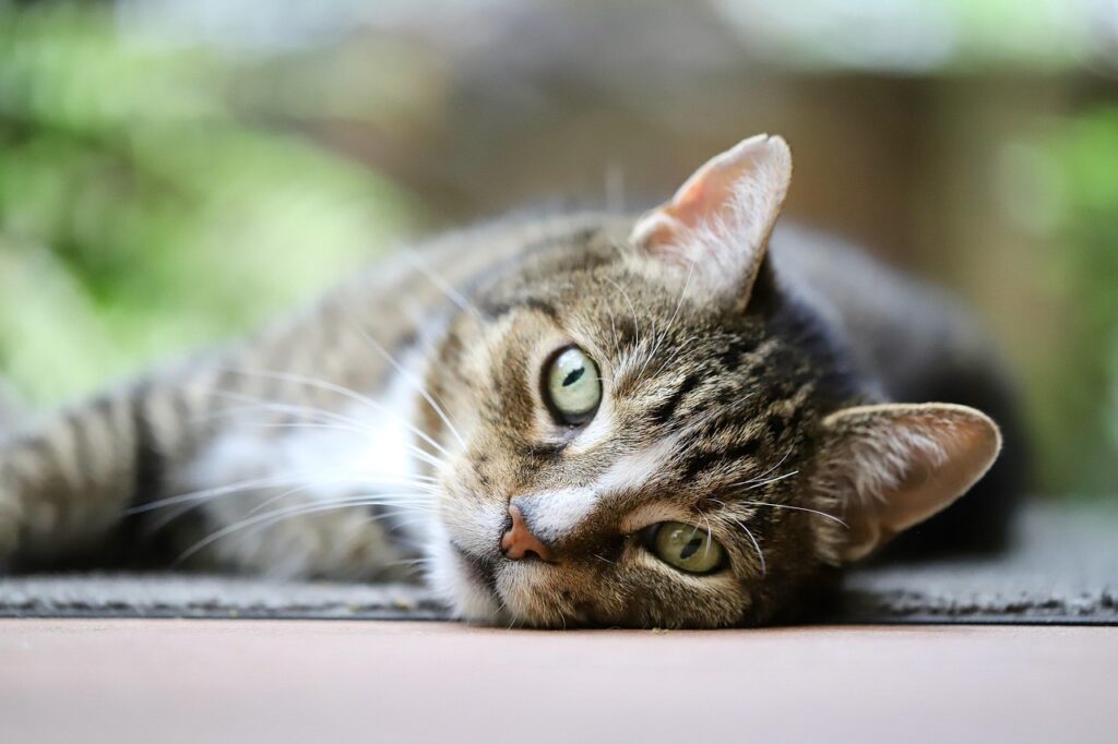 Tabby cat lying relaxed outdoors