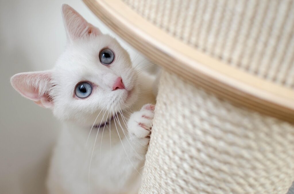 White cat with blue eyes peeking out