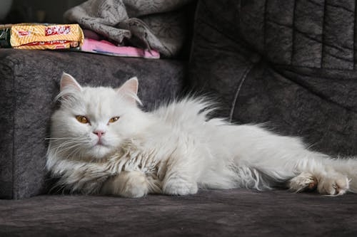 White long-haired cat relaxing on dark sofa