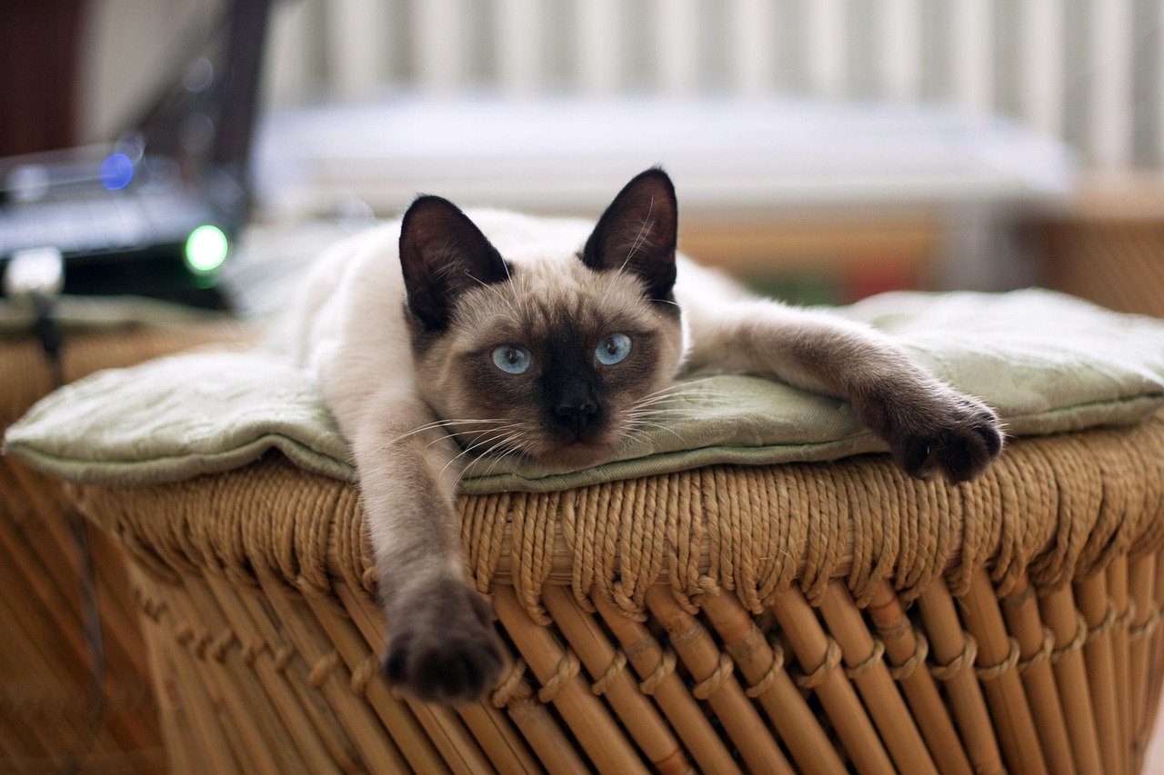 Blue-eyed Siamese cat lying on wicker basket