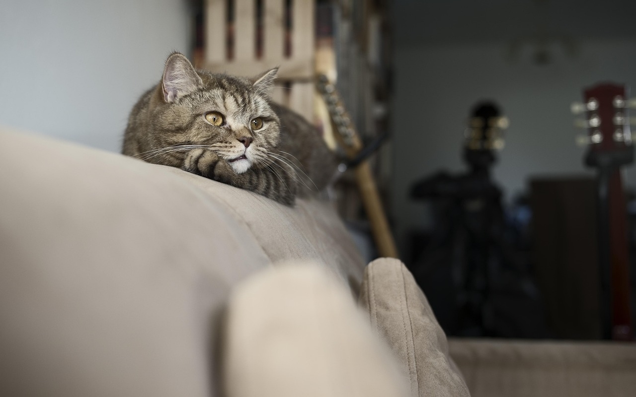 Brown tabby cat leaning on beige couch back